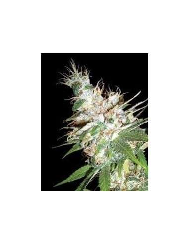 DNA GENETICS - LA Woman - 1