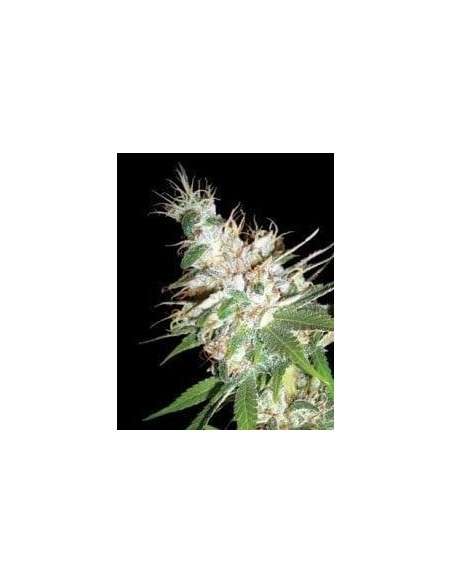 DNA GENETICS - LA Woman - 1