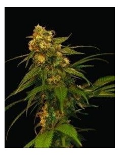 DNA GENETICS - Lemon OG Kush - 1