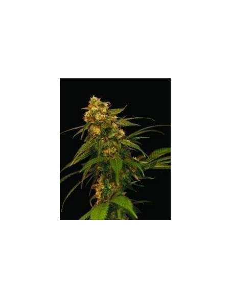 DNA GENETICS - Lemon OG Kush - 1