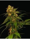DNA GENETICS - Lemon OG Kush - 1