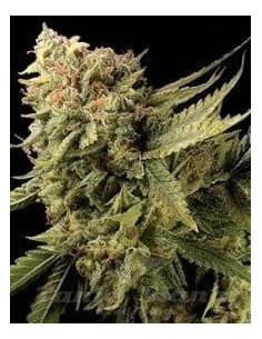 DNA GENETICS - Lemon Skunk - 1