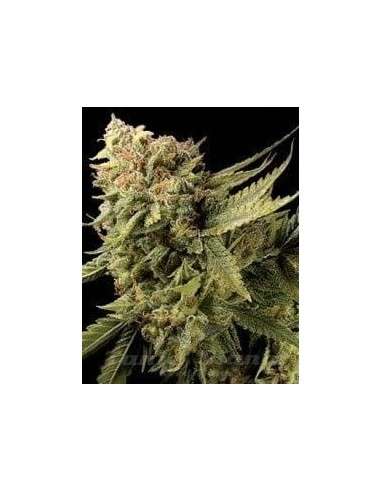 DNA GENETICS - Lemon Skunk - 1