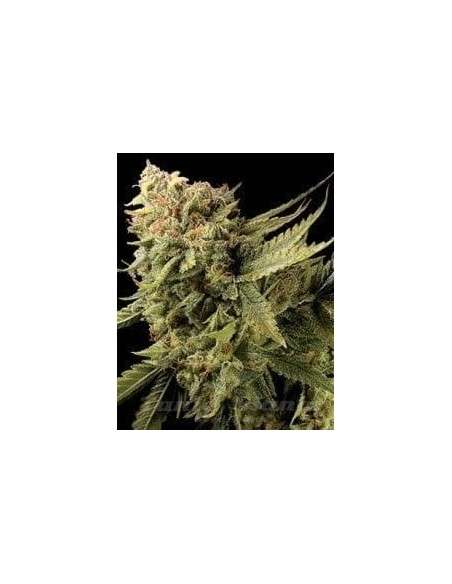 DNA GENETICS - Lemon Skunk - 1