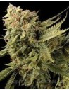 DNA GENETICS - Lemon Skunk - 1