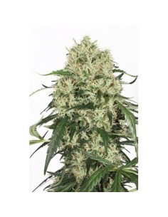 DUTCH PASSION - The Ultimate - 1