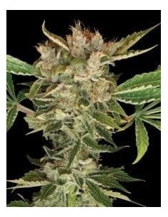 DNA GENETICS - Martian Kush - 1