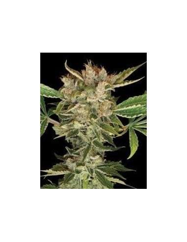 DNA GENETICS - Martian Kush - 1