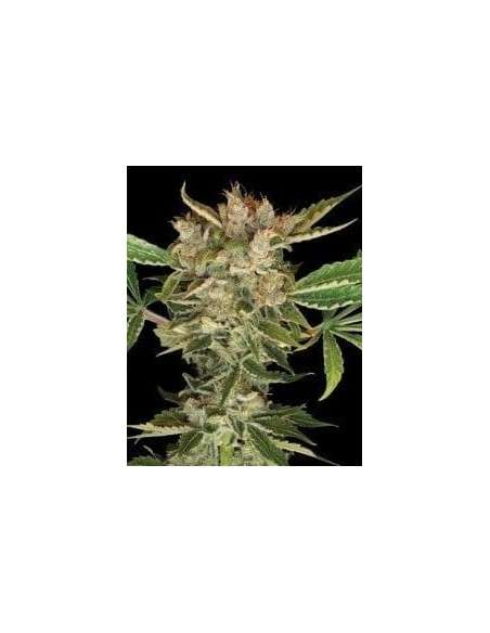 DNA GENETICS - Martian Kush - 1
