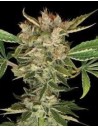 DNA GENETICS - Martian Kush - 1