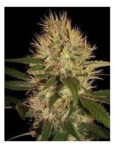 DNA GENETICS - Martian Mean Green - 1