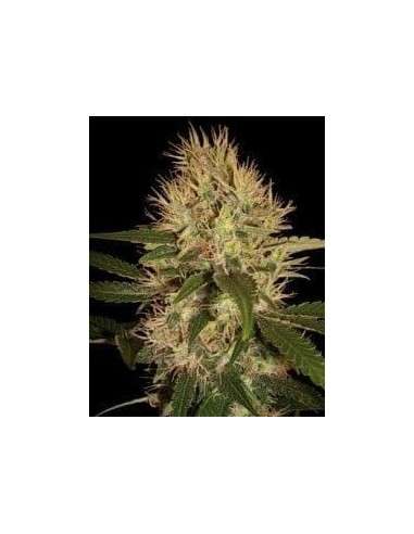 DNA GENETICS - Martian Mean Green - 1