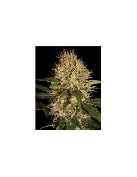 DNA GENETICS - Martian Mean Green - 1
