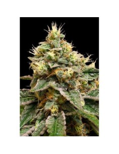 DNA GENETICS - OG LA Affie - 1