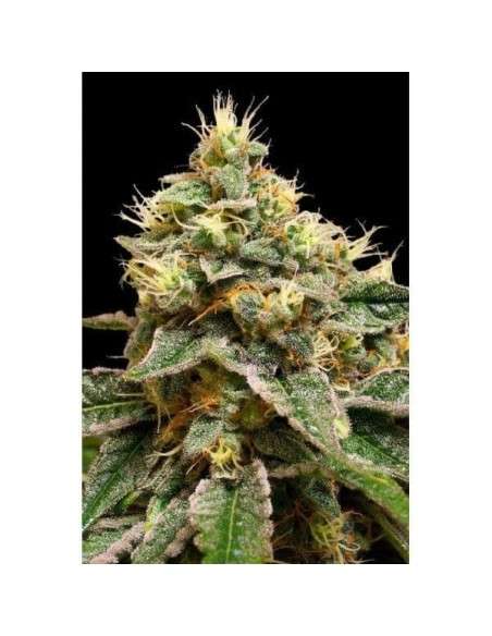 DNA GENETICS - OG LA Affie - 1
