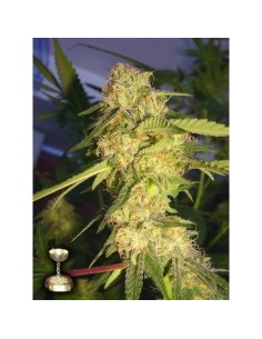 DNA GENETICS - ReCon - 1
