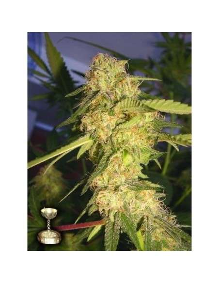 DNA GENETICS - ReCon - 1