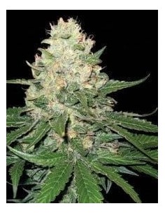 DNA GENETICS - Rocklock - 1