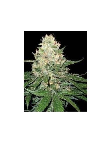 DNA GENETICS - Rocklock - 1