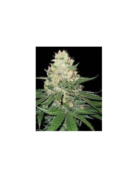 DNA GENETICS - Rocklock - 1