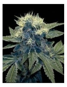 DNA GENETICS - Sharksbreath '09 - 1