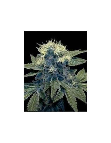 DNA GENETICS - Sharksbreath '09 - 1