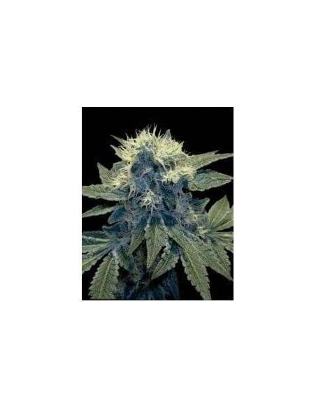 DNA GENETICS - Sharksbreath '09 - 1