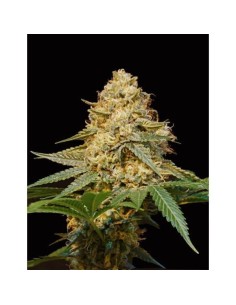DNA GENETICS - LA Silver - 1