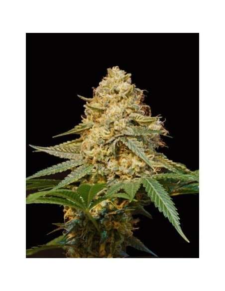 DNA GENETICS - LA Silver - 1