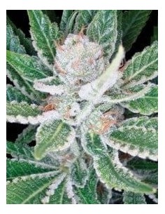 DNA GENETICS - Sleestack - 1