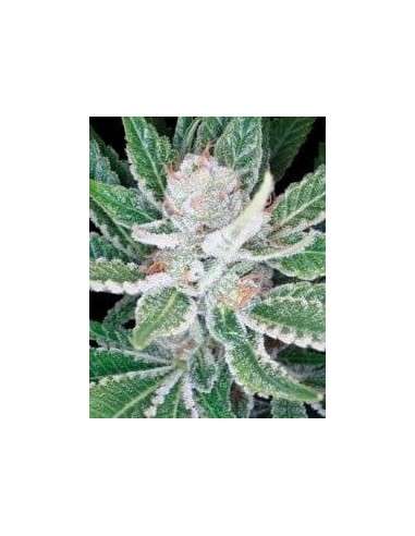 DNA GENETICS - Sleestack - 1