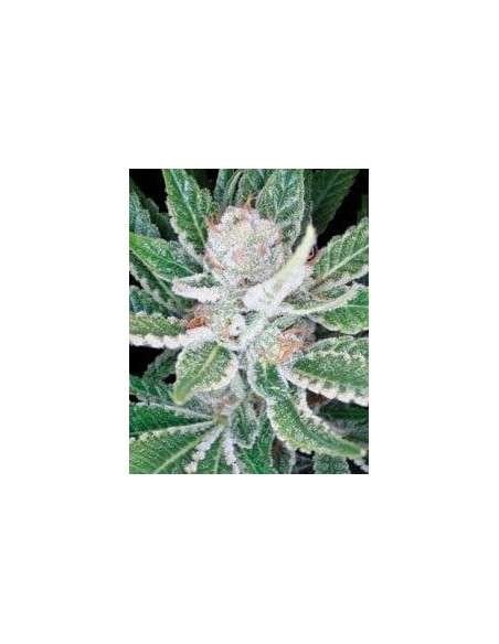 DNA GENETICS - Sleestack - 1