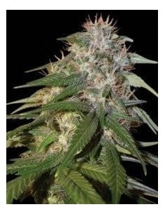 DNA GENETICS - Sour Cream - 1