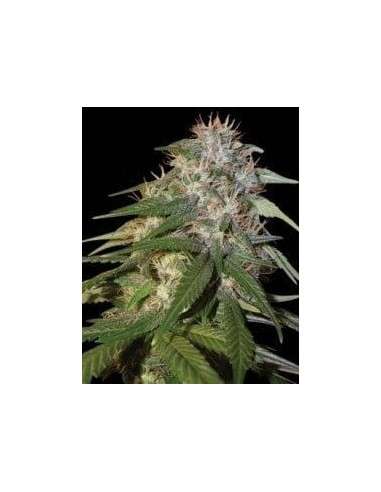 DNA GENETICS - Sour Cream - 1