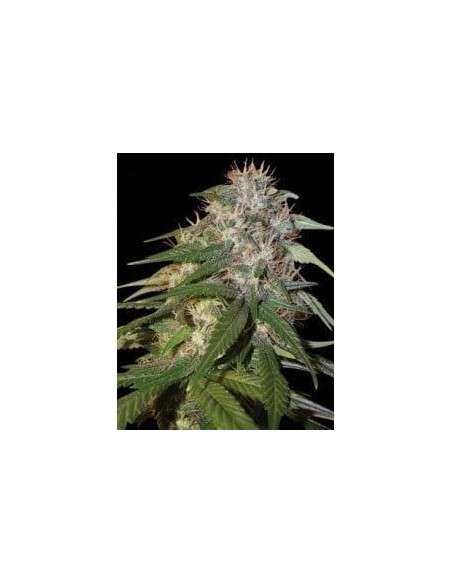DNA GENETICS - Sour Cream - 1