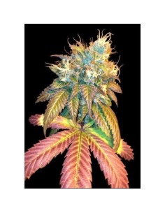 DNA GENETICS - Sour Secret - 1