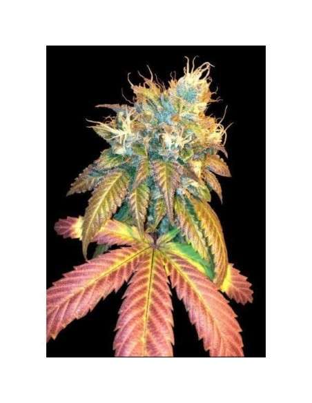 DNA GENETICS - Sour Secret - 1