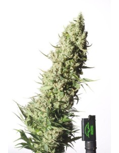 DUTCH PASSION - The Ultimate - 1 2