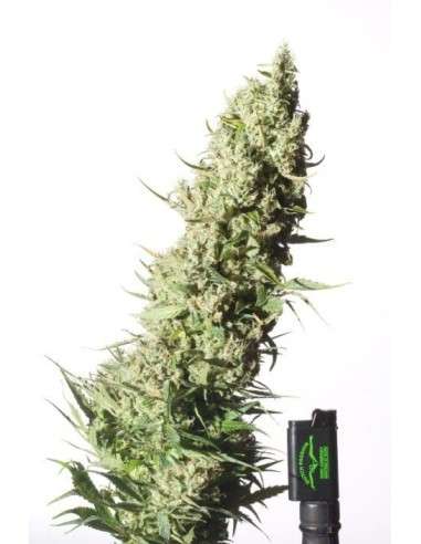 DUTCH PASSION - The Ultimate - 2