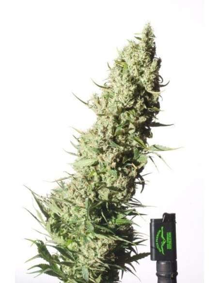 DUTCH PASSION - The Ultimate - 2