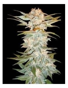 DNA GENETICS - Stacked Kush - 1