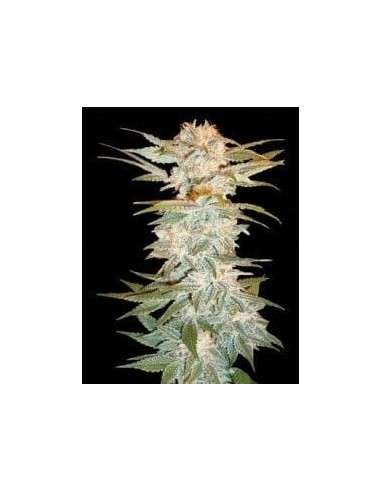 DNA GENETICS - Stacked Kush - 1