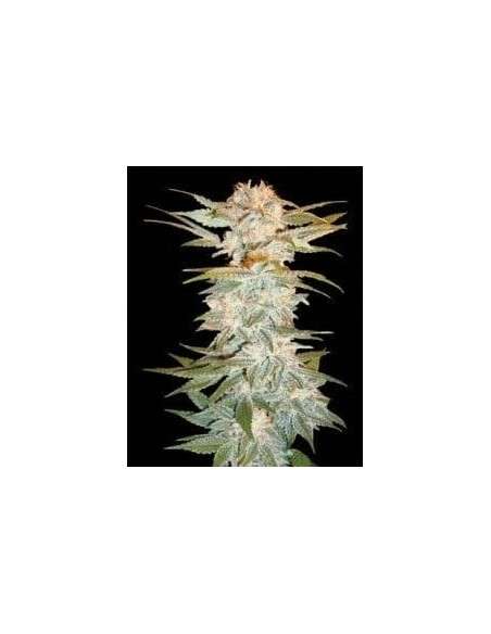 DNA GENETICS - Stacked Kush - 1