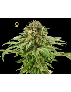 DNA GENETICS - Grape LA - 1