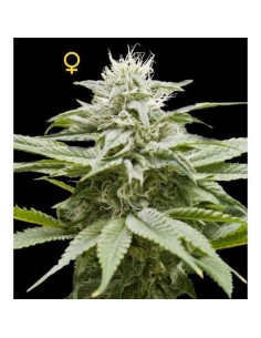 DNA GENETICS - Island - 1