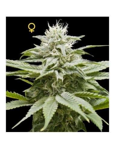 DNA GENETICS - Island - 1