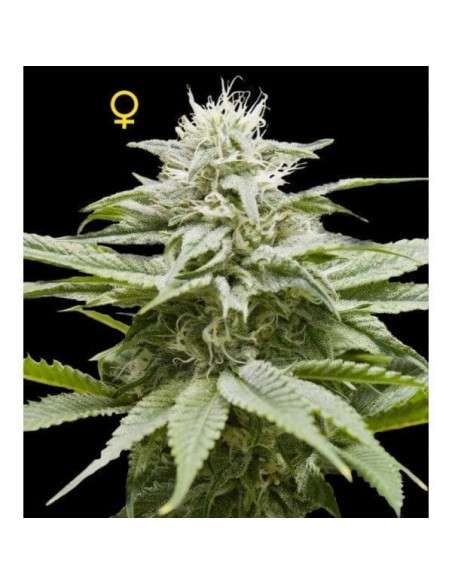DNA GENETICS - Island - 1