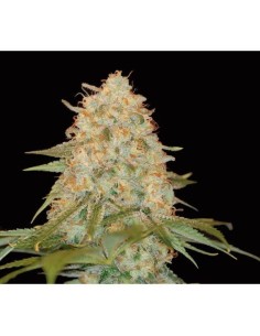 DNA GENETICS - LA Chocolat - 1