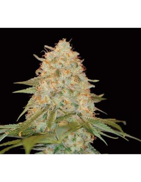 DNA GENETICS - LA Chocolat - 1