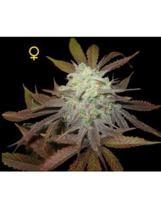 DNA GENETICS - Purple LA - 1
